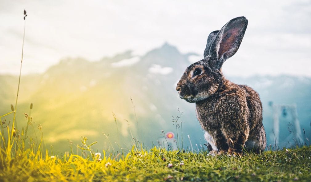 Goldene Geschenke zu Ostern: So finden Sie das perfekte Präsent fürs Nest