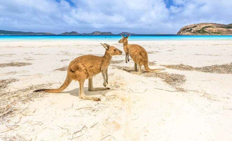 Rabatt zum „Australia Day“: Sichern Sie sich ein goldenes Känguru zum Sonderpreis