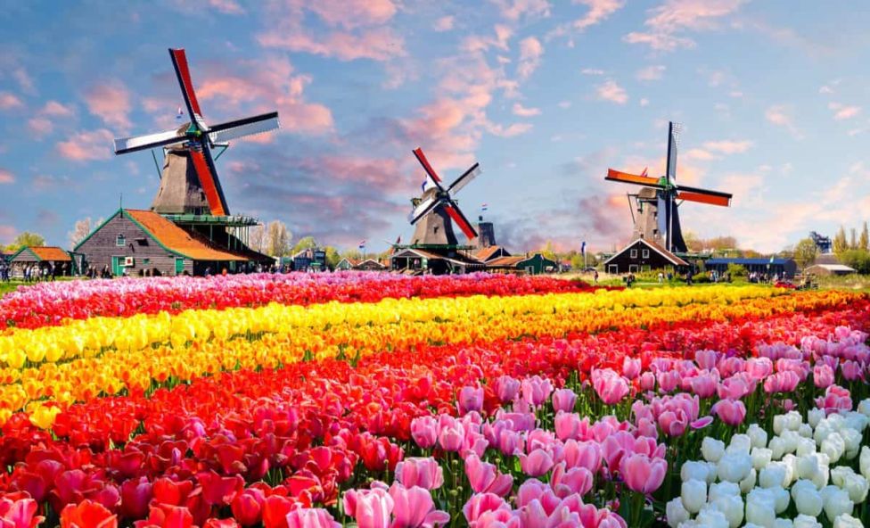 Die holländische Tulpenkrise: Vorbild für moderne Investment-Blasen?