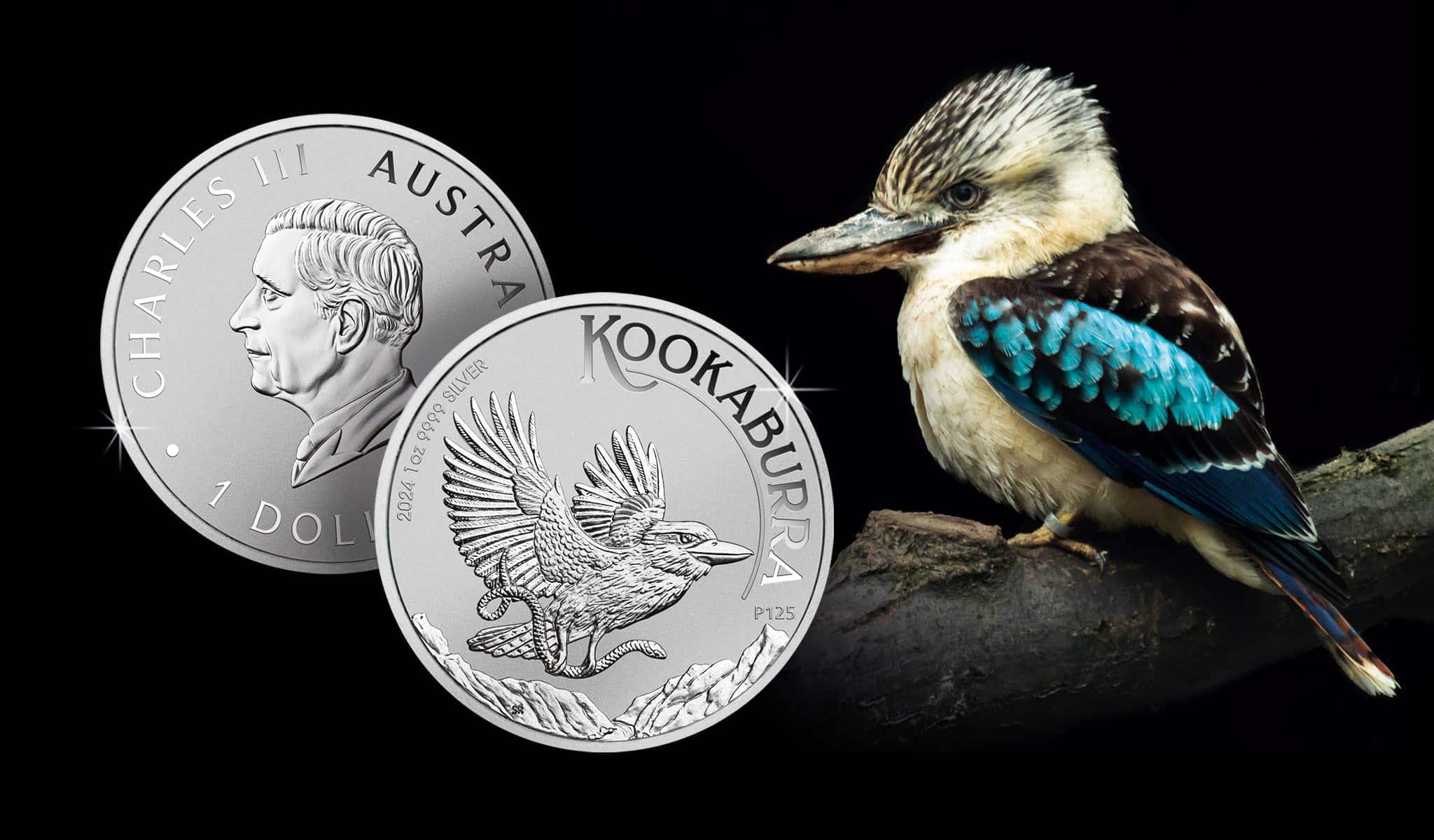 Kookaburra im Jahr 2024: Ein kleiner Vogel kommt ganz groß raus